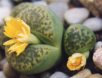 Lithops bromfieldi L.Bolus cv. "sulphurea"