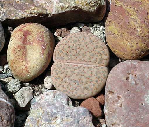 Lithops fulviceps var. lactinea D.T.Cole Fieldnumber Cole C222