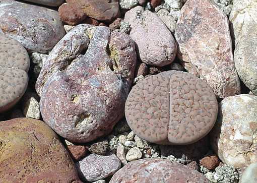 Lithops fulviceps var. lactinea D.T.Cole Fieldnumber Cole C222