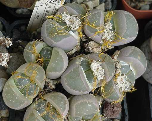 Lithops olivacea L.Bolus Fieldnumber Cole C109